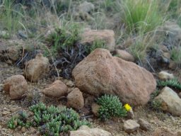 Chasmatophyllum musculinum multiplying in rocky grassland